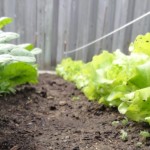 Lettuce image
